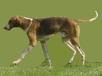 English Foxhound Foto